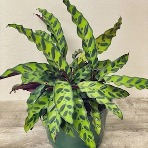 giant philodendron plant Philodendron selloum 'Hope'