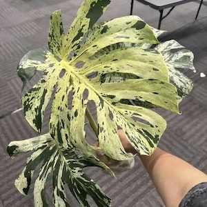 May include: A Monstera Deliciosa plant cutting featuring large, deeply lobed leaves with prominent variegation. The foliage displays a striking pattern of creamy white and dark green splashes, spots, and sectors across the entire leaf surface.