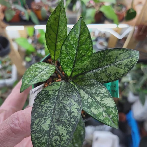 Hoya Crassipetiolata splash 4" potted plant * *(ALL plants require you to purchase any 2 plants)*