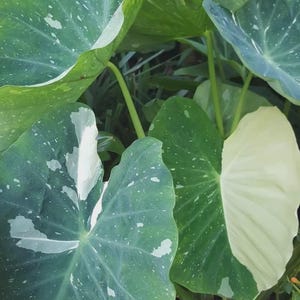 May include: Close-up of large, variegated elephant ear plant leaves. The leaves are a vibrant green with white and cream-colored patches and spots. The plant has large, heart-shaped leaves with prominent veins, creating a lush, tropical appearance.