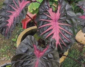 Colocasia redemption starter plant *(ALL starter plants require you to purchase any 2 plants)*