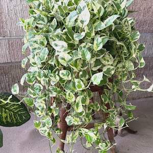 May include: A lush, trailing houseplant with green and white variegated leaves. The plant is overflowing from a wooden plant stand, with long vines cascading downwards. The leaves have a heart shape. The plant is set against a neutral background.