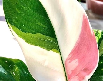Philodendron White princess starter plant *(ALL starter plants require you to purchase any 2 plants)*