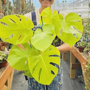 Variegated Lemon Lime Philodendron - Etsy