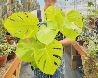 Monstera Lemon Lime 4” - US SELLER - Etsy