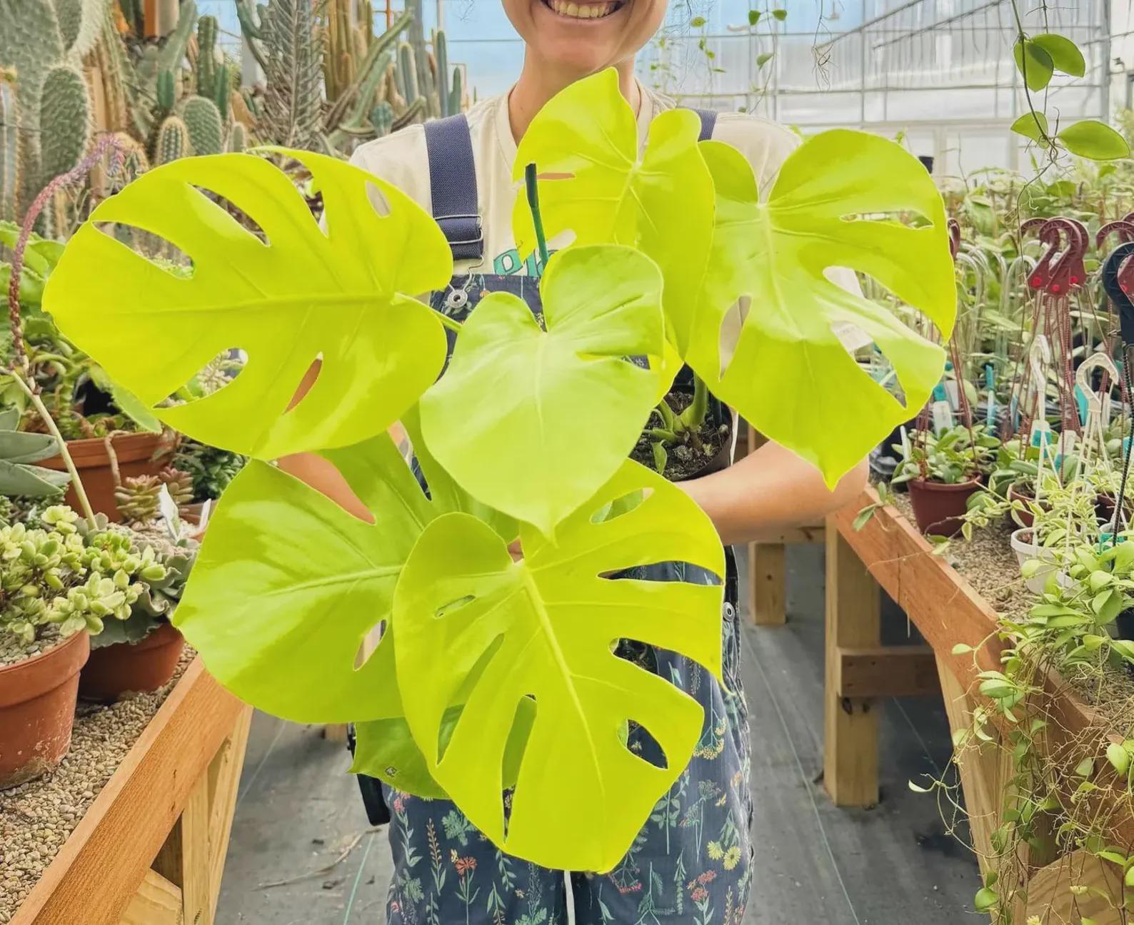 variegated monstera kaufen Shop Variegated Monstera Albo Cutting Plant