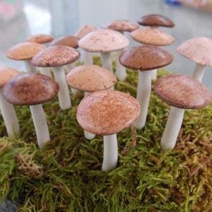 6 Natural look woodland wedding tea party terrarium mushrooms miniature terrarium toadstool indoor garden woodland dish garden desktop image 4