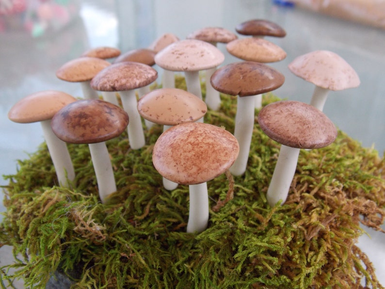 6 Natural look woodland wedding tea party terrarium mushrooms miniature terrarium toadstool indoor garden woodland dish garden desktop image 4