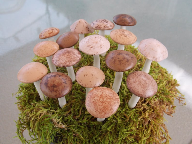 6 Natural look woodland wedding tea party terrarium mushrooms miniature terrarium toadstool indoor garden woodland dish garden desktop image 3