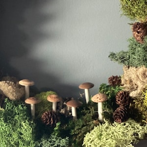 6 Natural look woodland wedding tea party terrarium mushrooms miniature terrarium toadstool indoor garden woodland dish garden desktop