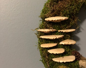 set of 8 shelf mushrooms, bracket fungi, tree fungi, moss wreath supplies, moss pole decor vivarium