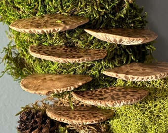 set of 8 shelf mushrooms, bracket fungi, tree fungi, moss wreath supplies, moss pole decor vivarium