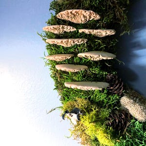 set of 8 shelf mushrooms, bracket fungi, tree fungi, moss wreath supplies, moss pole decor vivarium