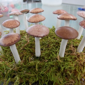 6 Natural look woodland wedding tea party terrarium mushrooms miniature terrarium toadstool indoor garden woodland dish garden desktop image 2