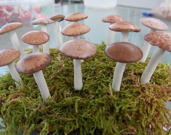 6 Natural look woodland wedding tea party terrarium mushrooms miniature, moss wreath, toadstool indoor dish garden, baby shower favors