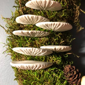 set of 7 shelf mushrooms, bracket fungi, tree fungi, moss wreath supplies, moss pole decor vivarium