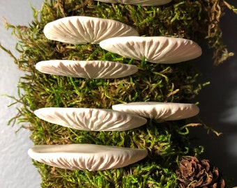 set of 7 shelf mushrooms, bracket fungi, tree fungi, moss wreath supplies, moss pole decor vivarium