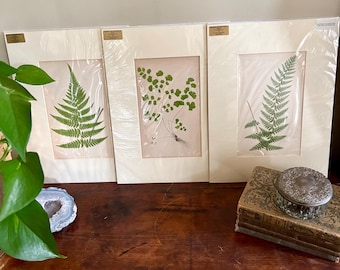 Antique Fern Botanical Prints – 19th Century Book Plates, Matted Cottagecore Wall Art