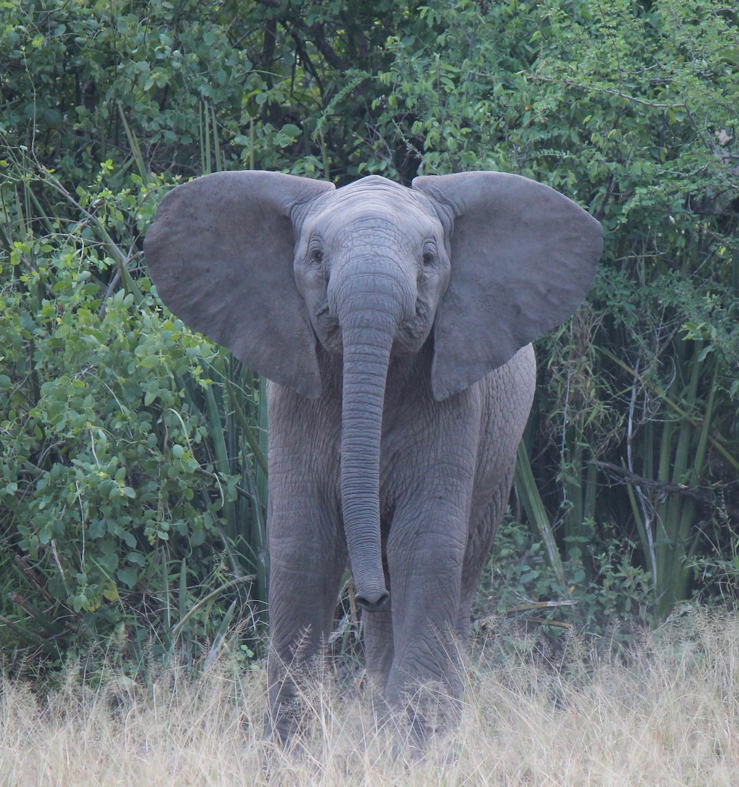 The Guardian in Waiting | Serengeti Elephant Matriarch | Fine Art ...