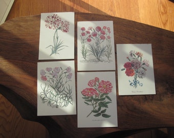 125 Reproduction Postcards of Antique Botanical Engravings Printed in Italy