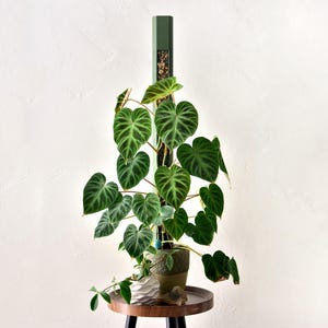 May include: A Philodendron plant with large, heart-shaped, dark green leaves featuring light green veining, growing upward along a tall, vertical, sage green moss pole. The plant is potted in a textured, two-toned ceramic pot with a light base.