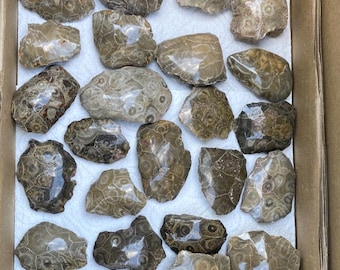 59 Petoskey Fossils over 350 million years old. Intersting fact, These corals were on earth before the dinosaurs. Collectors will love them.