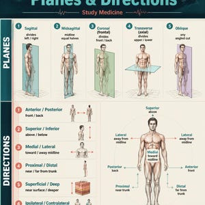 May include: An educational medical poster titled Anatomical Planes & Directions. It features diagrams of human body planes including sagittal, midsagittal, coronal, transverse, and oblique, alongside directional terms like anterior, posterior, superior, inferior, medial, lateral, proximal, distal, superficial, deep, ipsilateral, and contralateral.