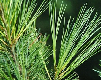Fresh Hand-Harvested Eastern White Pine Needles - Teas and Tinctures - Harvested to Order - 2 oz