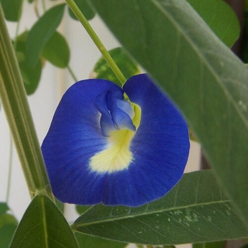 Mix Color Butterfly Pea Seeds Etsy