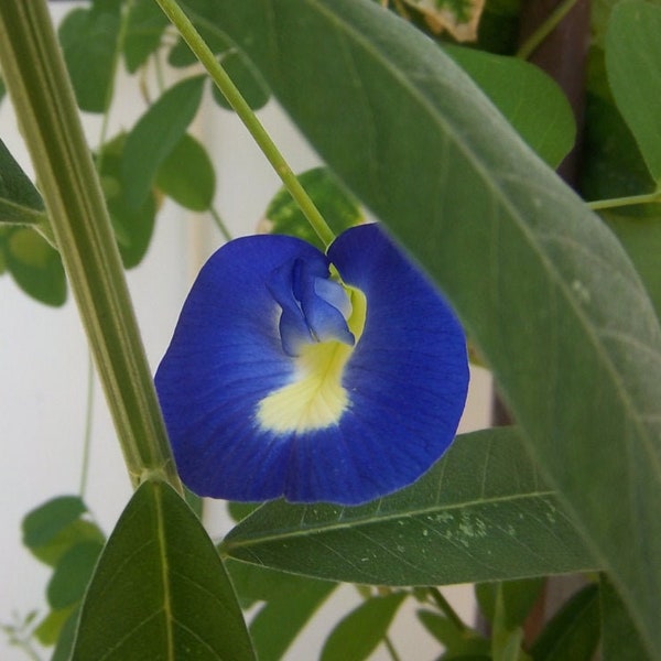 Butterfly Pea Seeds: edible flower