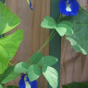 Butterfly Pea Seeds: edible flower image 2