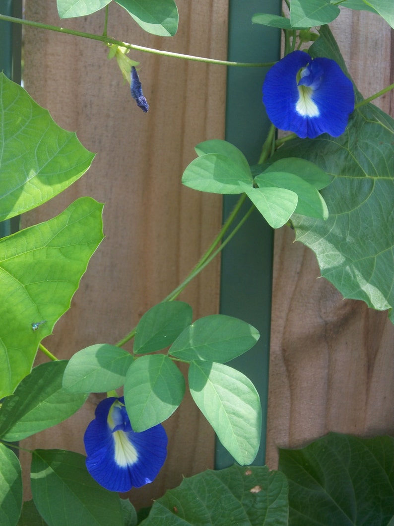Butterfly Pea Seeds Edible Flower Etsy