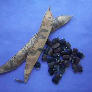 Butterfly Pea Seeds: edible flower image 3