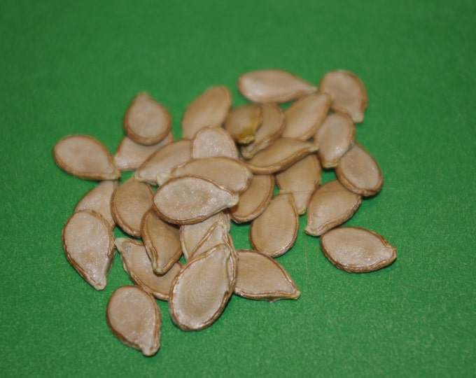 Seminole Pumpkin Seeds Etsy