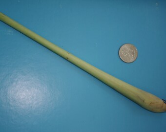 Fresh Lemongrass Stalk: Homegrown Herb, Culinary & Houseplant