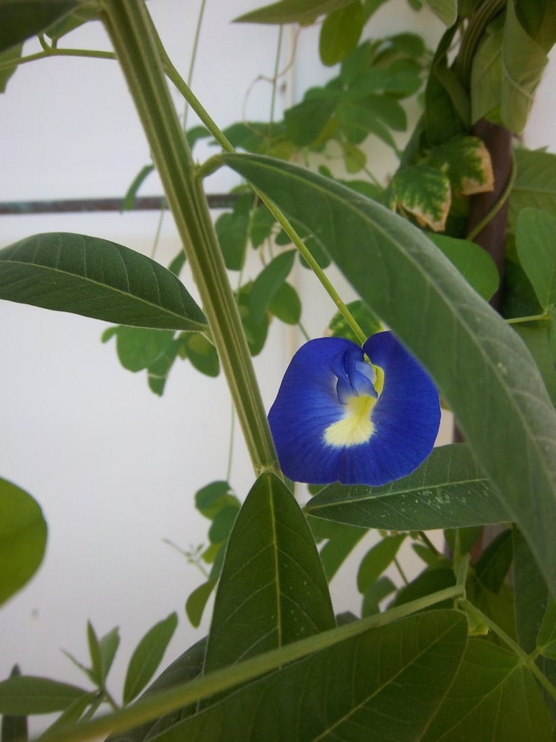 Butterfly Pea Seeds: edible flower image 1