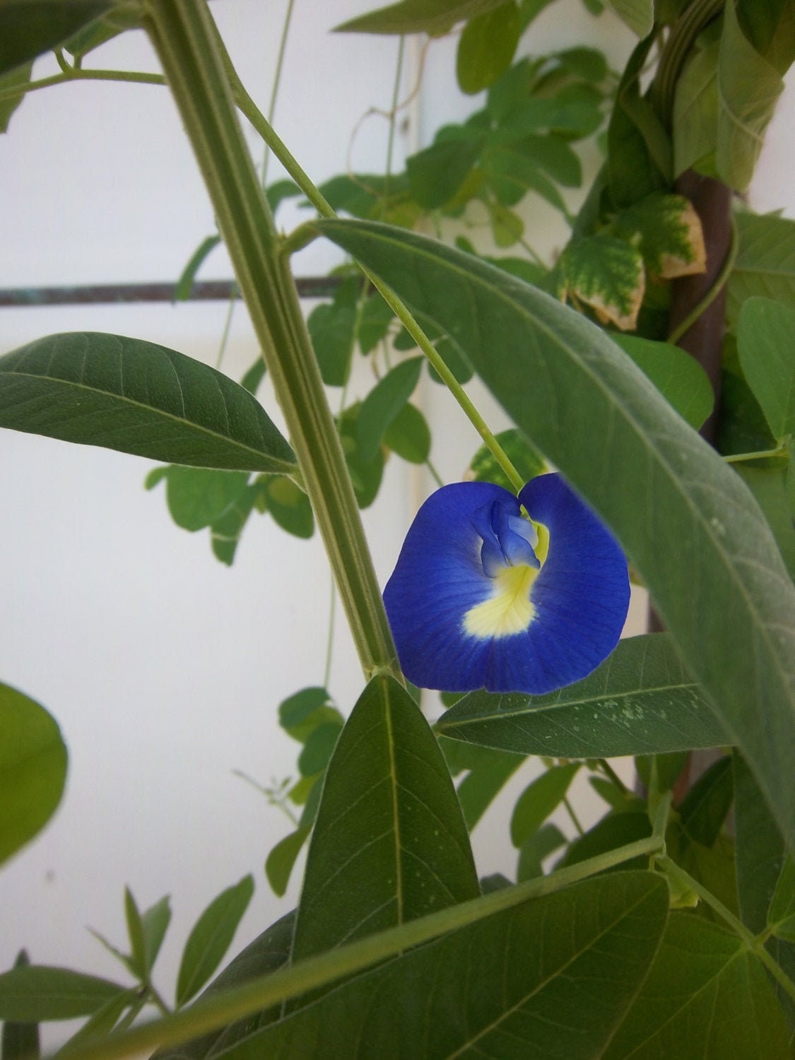 Butterfly Pea Seeds: edible flower