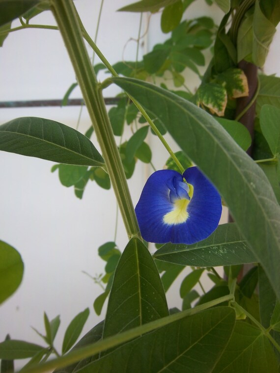 Butterfly Pea Seeds edible flower Etsy