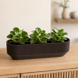 May include: A long, rectangular, dark brown planter with a ribbed, vertical texture on the exterior. The planter contains three small, vibrant green Peperomia plants with rounded, fleshy leaves growing from the dark soil inside the container.