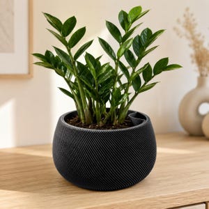 Peut inclure: Une plante ZZ aux feuilles pennées vert foncé et brillantes, plantée dans un pot rond noir mat. Le pot présente une texture à rainures diagonales sur toute sa surface extérieure ainsi qu'une petite ouverture pour le réservoir d'eau.