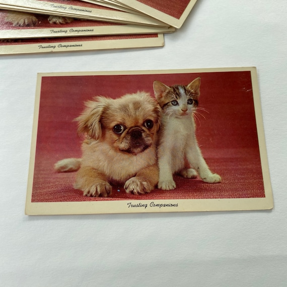 Vintage Postcard Puppy and Kitty - "Trusting Companions" - Animal postcard - Vintage postcard