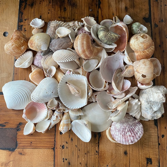 one pound of sea shells - small flat rate box full - random assortment - box of shells