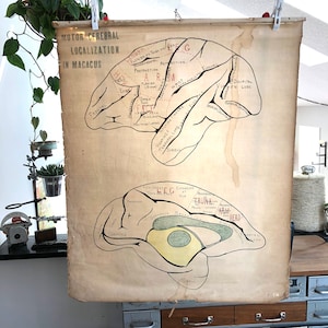 Vintage dessinés à la main Science école affiche - 30 &quot;de large x 36 » haut tissu biologie-vintage poster médical