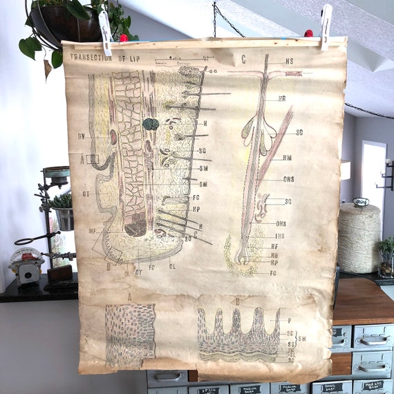 Vintage hand-drawn Science School Poster - 30"wide x 36" tall cloth Biology poster -vintage medical poster