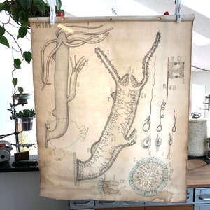 Vintage dessinés à la main Science école affiche - 30 &quot;de large x 36 » haut tissu biologie-vintage poster médical