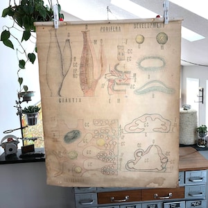 Vintage dessinés à la main Science école affiche - 30 &quot;de large x 36 » haut tissu biologie-vintage poster médical
