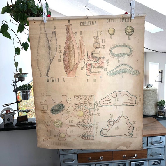 Vintage hand-drawn Science School Poster - 30"wide x 36" tall cloth Biology poster -vintage medical poster