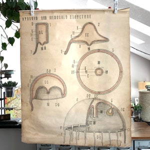 Vintage dessinés à la main Science école affiche - 30 &quot;de large x 36 » haut tissu biologie-vintage poster médical