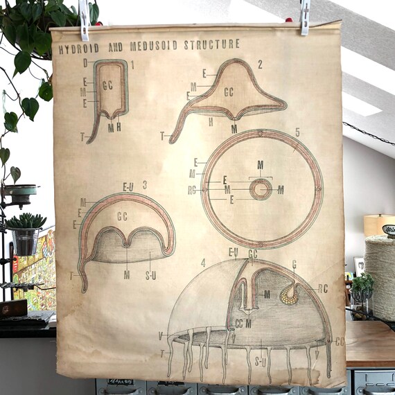 Vintage hand-drawn Science School Poster - 30"wide x 36" tall cloth Biology poster -vintage medical poster