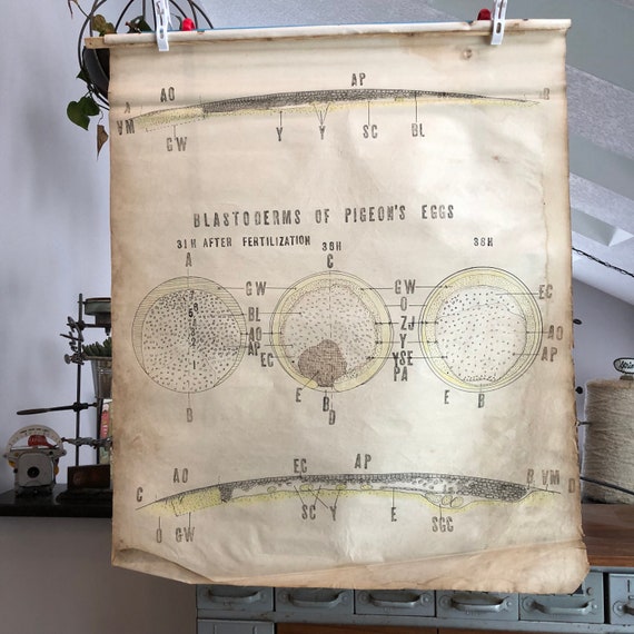 Vintage hand-drawn Science School Poster - 30"wide x 36" tall cloth Biology poster -vintage medical poster